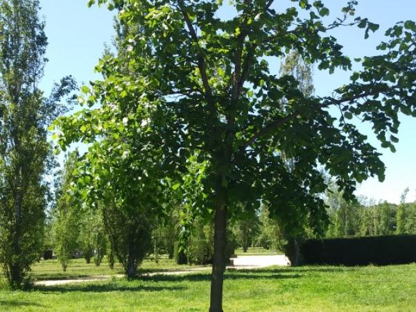Jugateca del Parc del Riu: L'últim gran arbre Jugateca del Parc del Riu: L'últim gran arbre