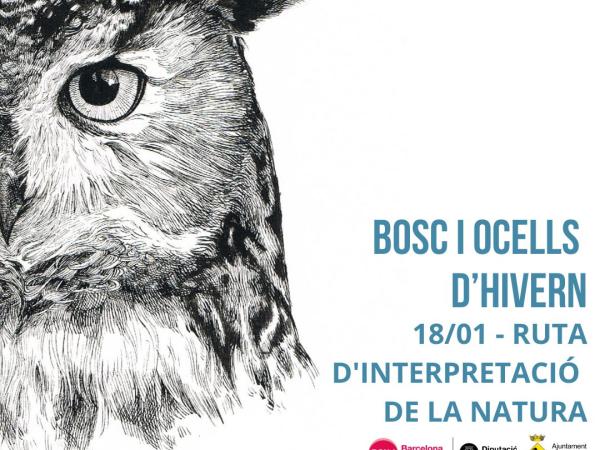 Bosc i ocells d'hivern