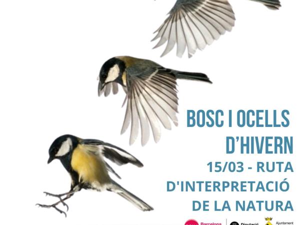 Bosc i ocells d'hivern