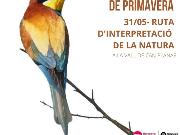 Bosc i Ocells de Primavera
