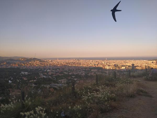 Capvespre a Sant Pere Màrtir