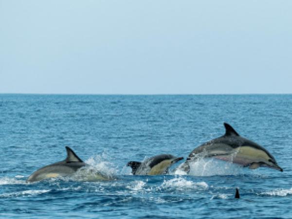 Jugateca a la platja: Els grans animals marins