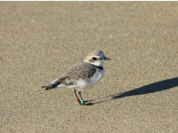 Jugateca de la platja: Dia Mundial dels Ocells