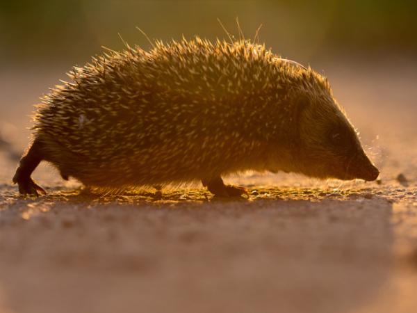 Visita a l'entorn natural: Invasors del Llobregat