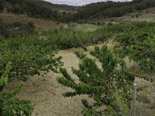 Cirerers de Sant Climent de Llobregat