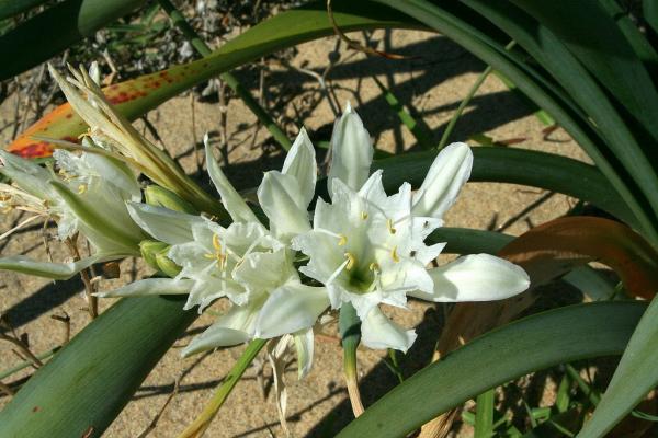 Vegetació del delta del Llobregat