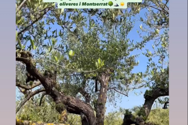La gastronomia del Baix Llobregat captiva a Instagram amb Gastro Escapades BCN+