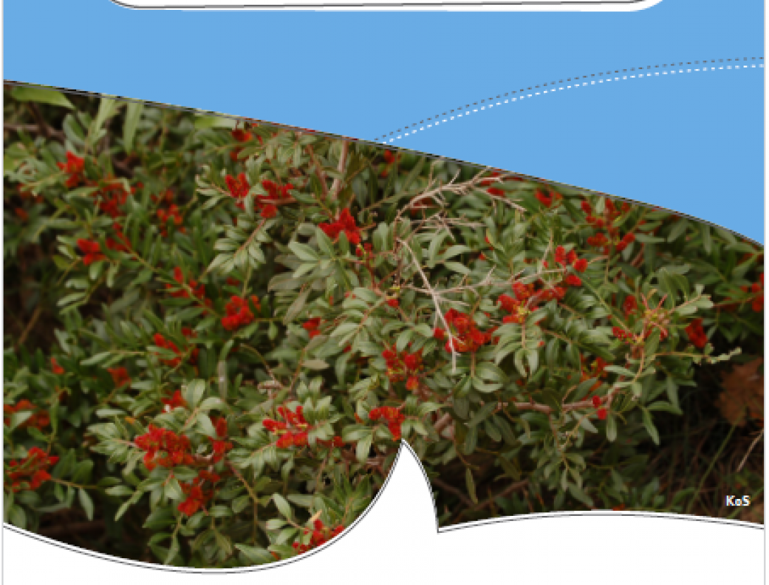 Clau dicotòmica Clau dicotòmica