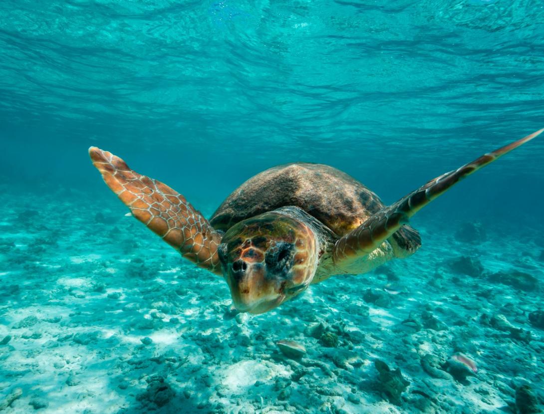 L'aventura_de_ser_tortuga_marina(CM).JPG L'aventura_de_ser_tortuga_marina(CM).JPG