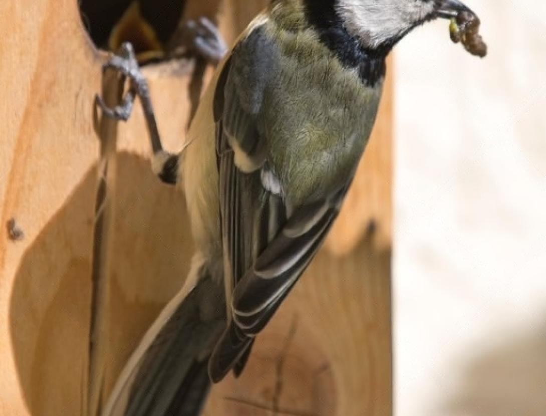 Ocells insectívors