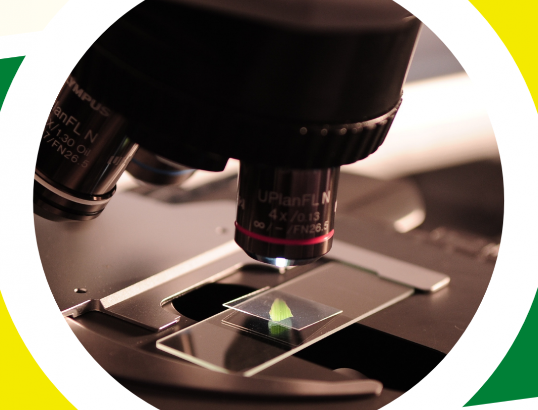 Microcosmos: Introducció al microscopi