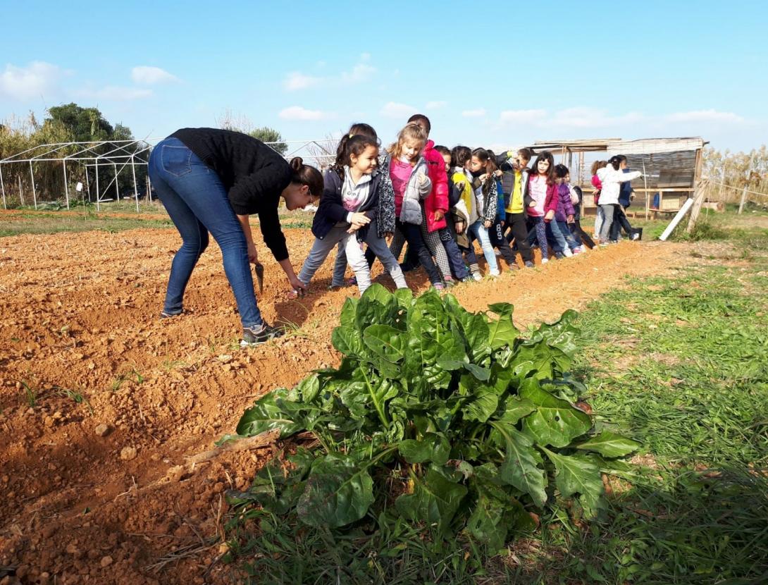 Arrels, fulles, fruits...quin menjar!