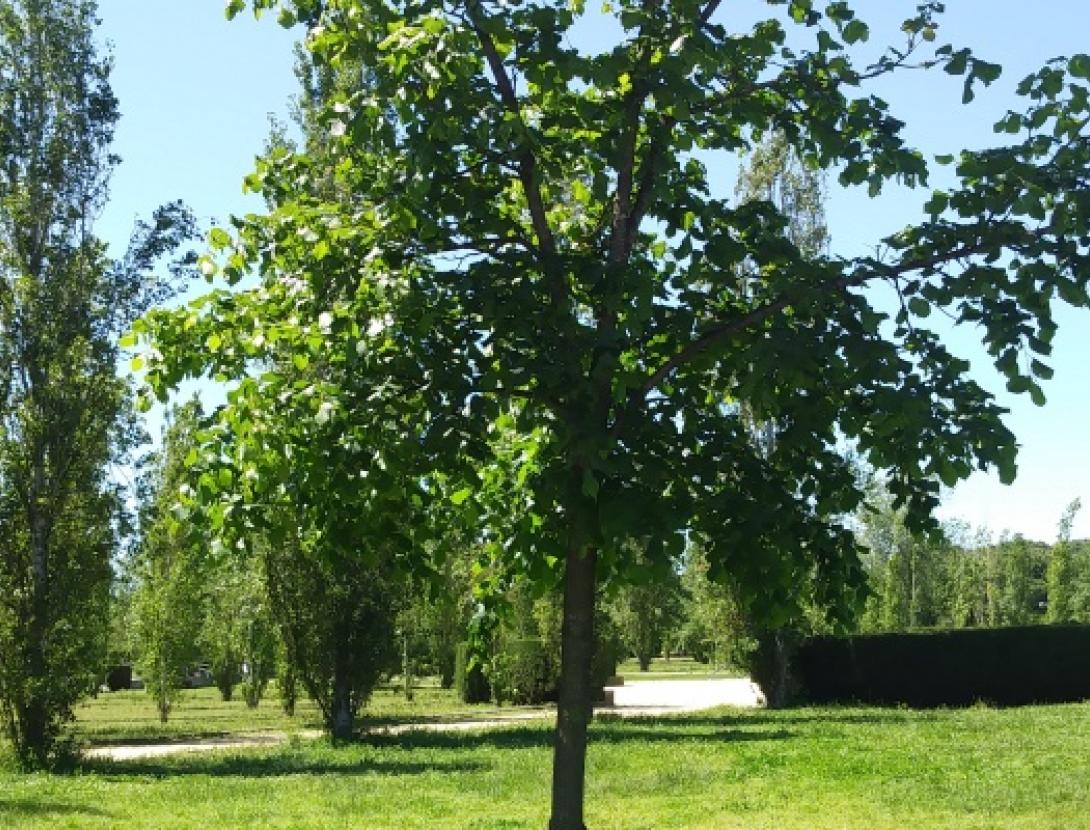 Jugateca del Parc del Riu: L'últim gran arbre Jugateca del Parc del Riu: L'últim gran arbre