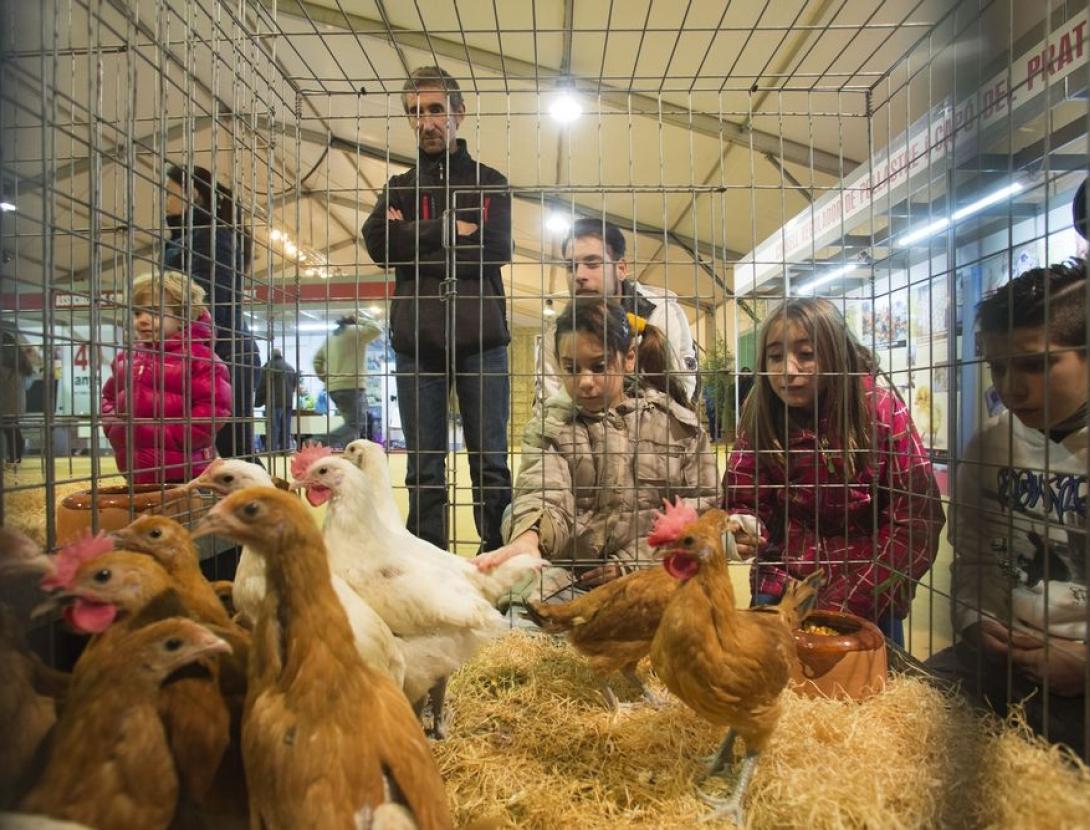 52a Fira Avícola Raça Prat 52a Fira Avícola Raça Prat