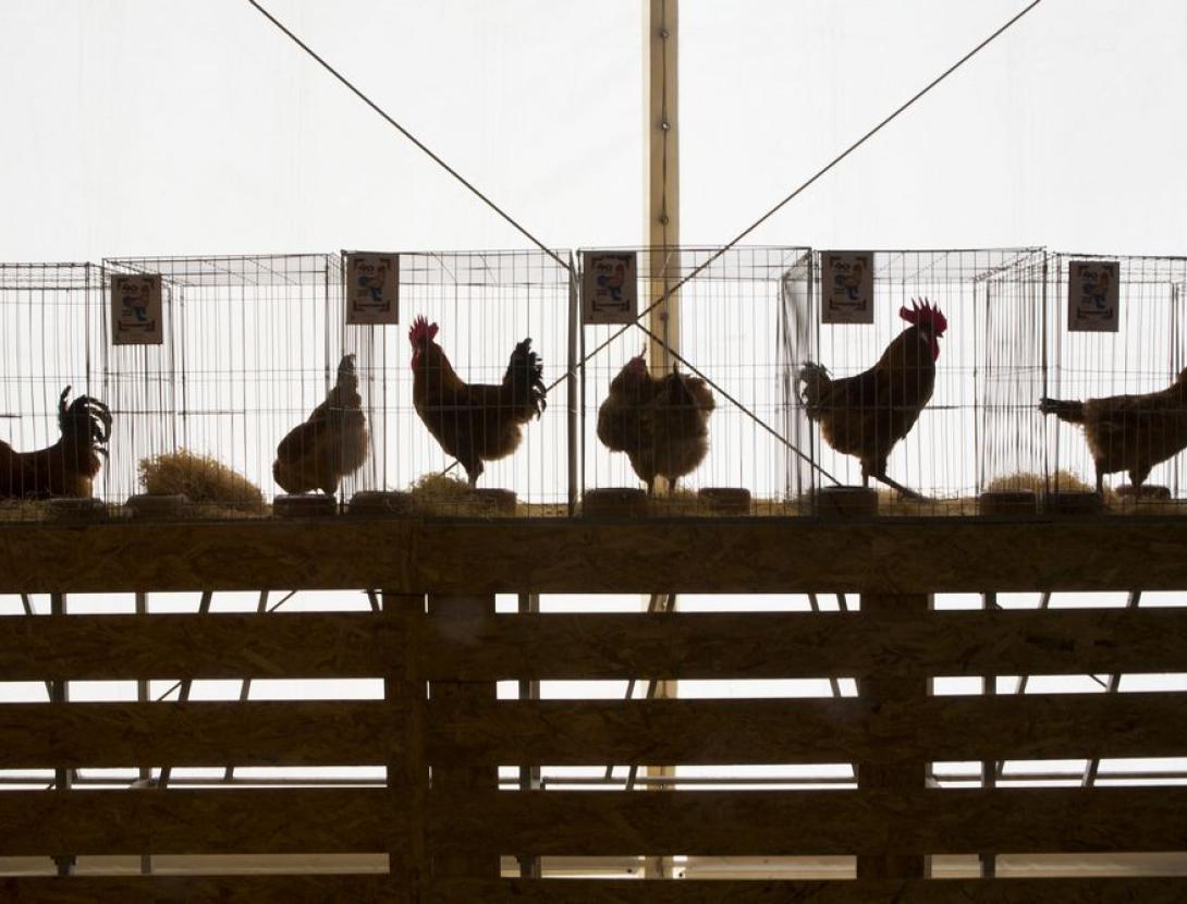 52a Fira Avícola Raça Prat 52a Fira Avícola Raça Prat