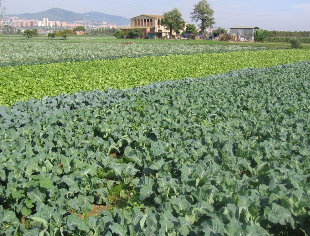 Tasta els productes de temporada als restaurants &quot;Sabors de l'Horta del Baix Llobregat&quot;