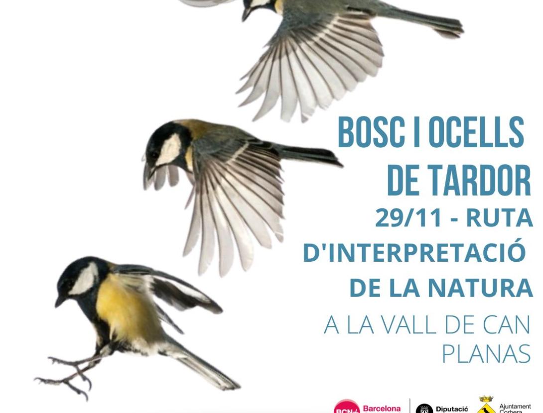 Bosc i ocells de tardor