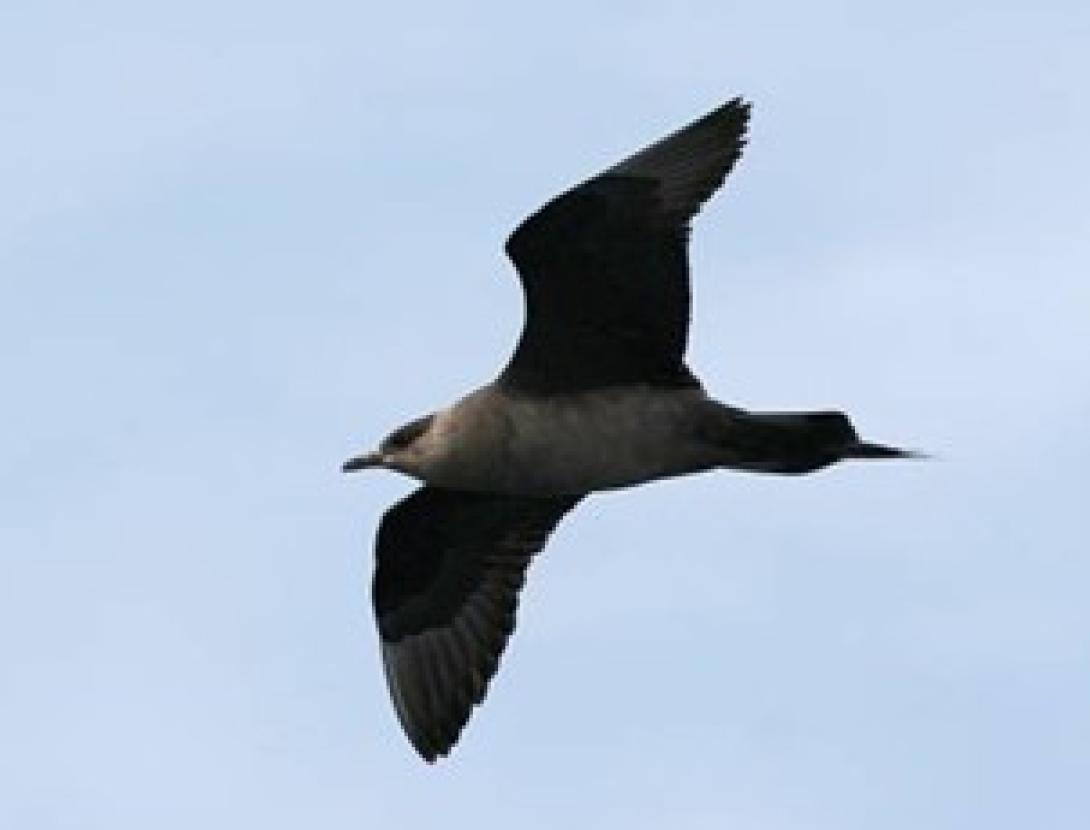 Identificació d’aus marines Identificació d’aus marines