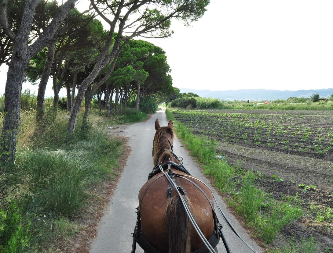 Capvespres en carruatge CAPVESPRES EN CARRUATGE