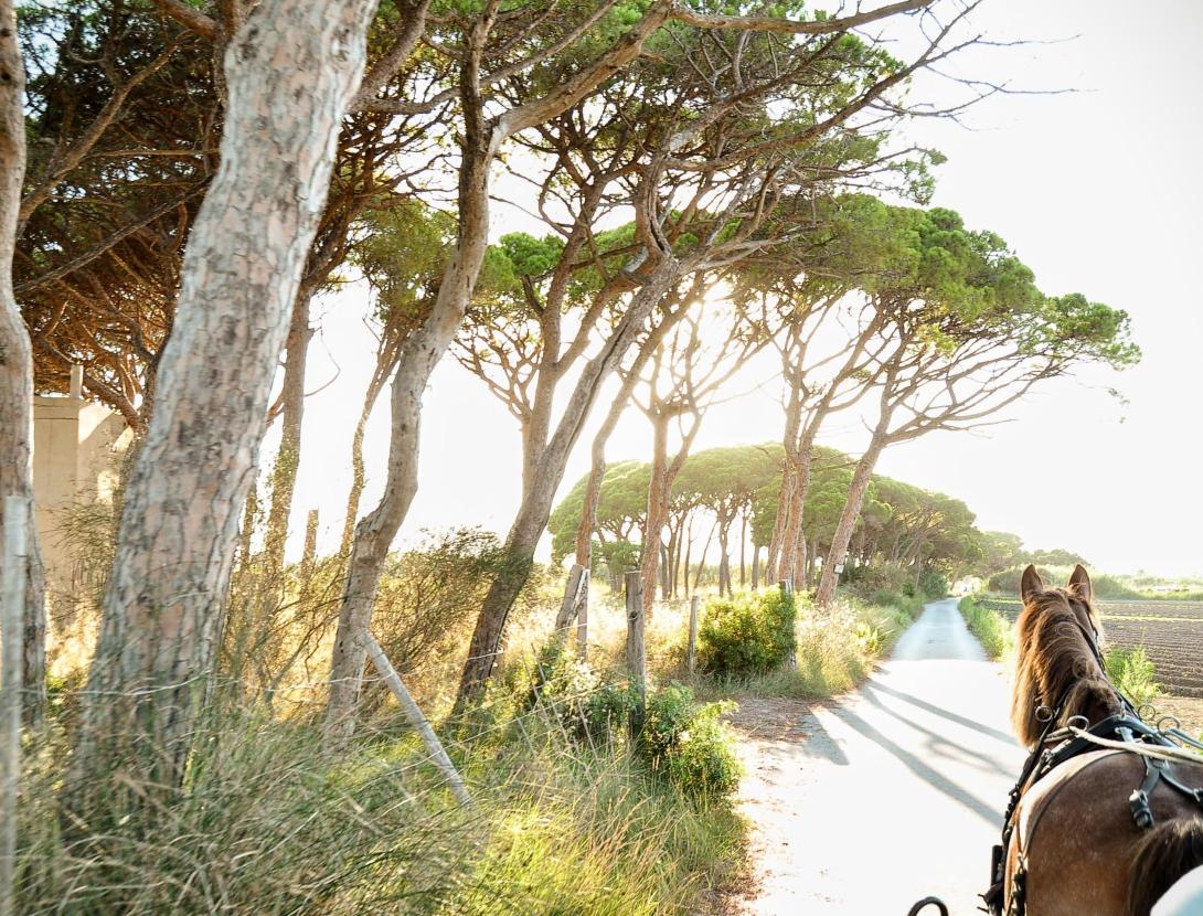 Capvespres en carruatge CAPVESPRES EN CARRUATGE