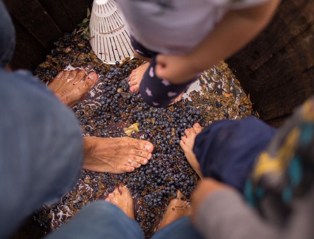 Verema al celler: Esmorzar, visita i trepitjada de raïms