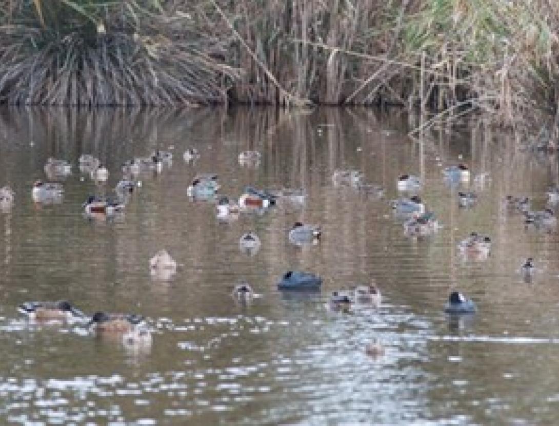 Identificació d’ocells aquàtics hivernants Identificació d’ocells aquàtics hivernants