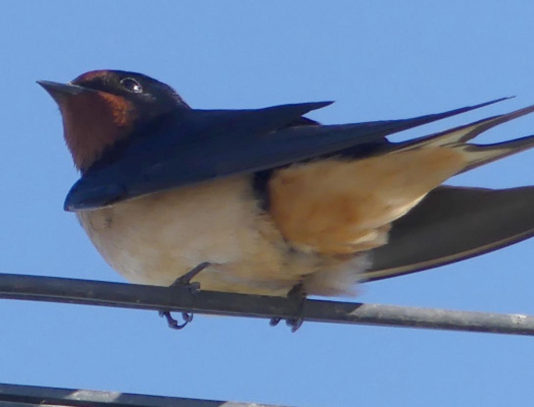 Vols conèixer quantes orenetes hi ha al Prat?