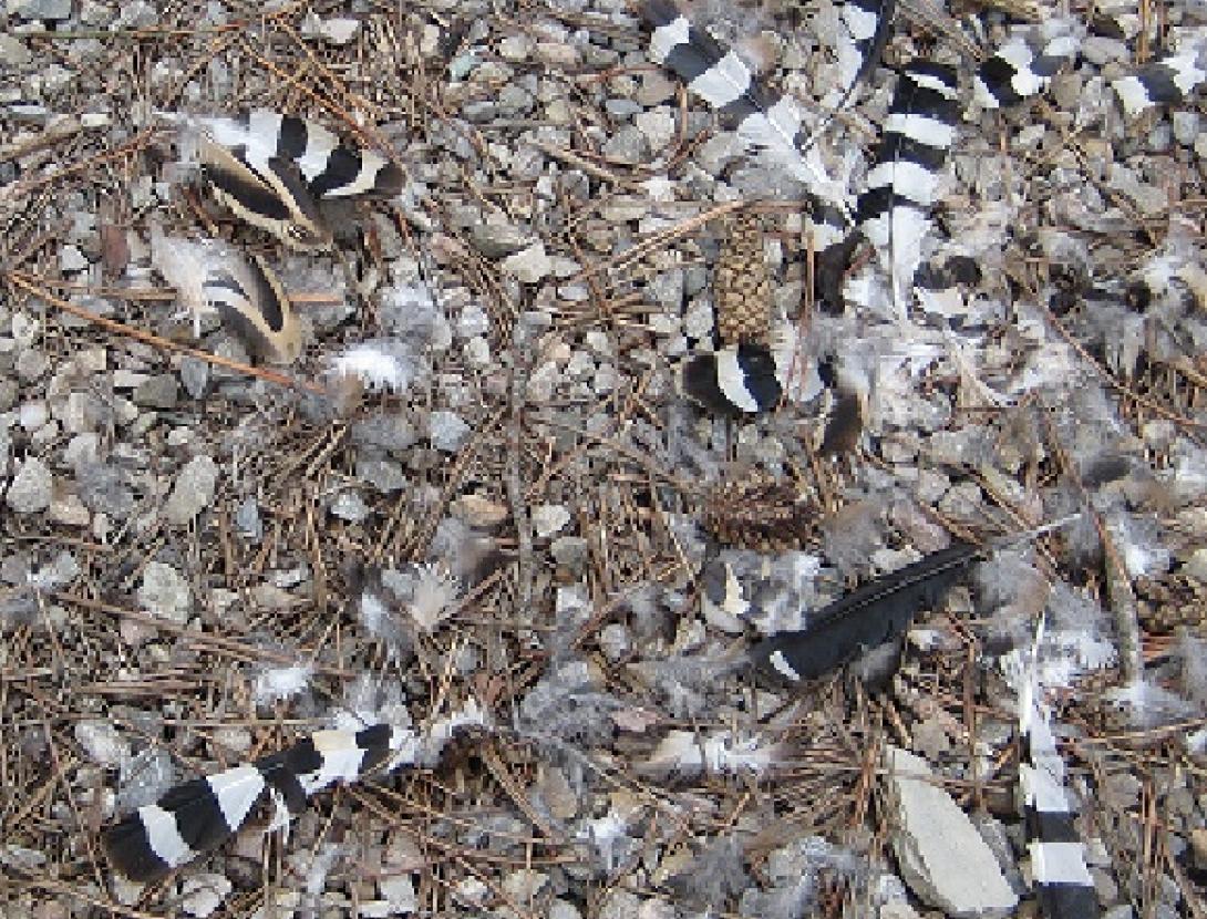 La Fauna Secreta del Bosc