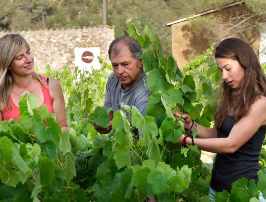 Celler Can Morral del Molí Celler Can Morral del Molí