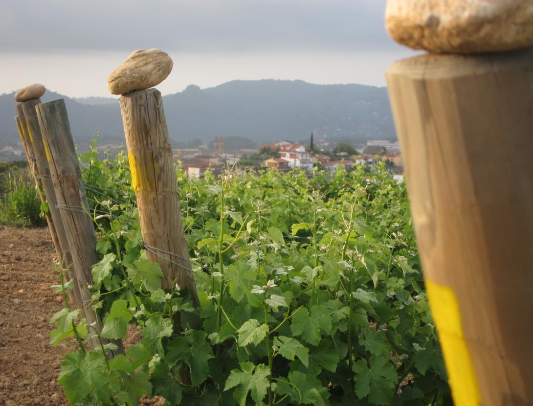 Can Casals Can Casals