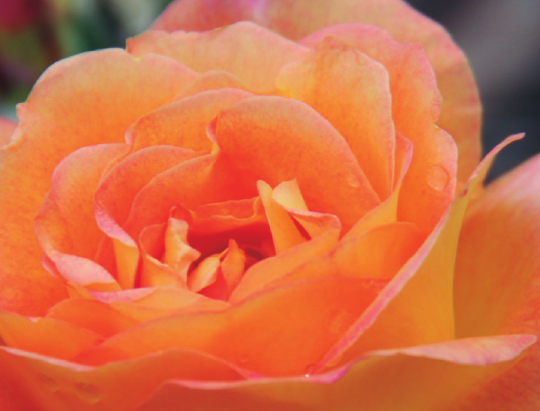 rosa.png