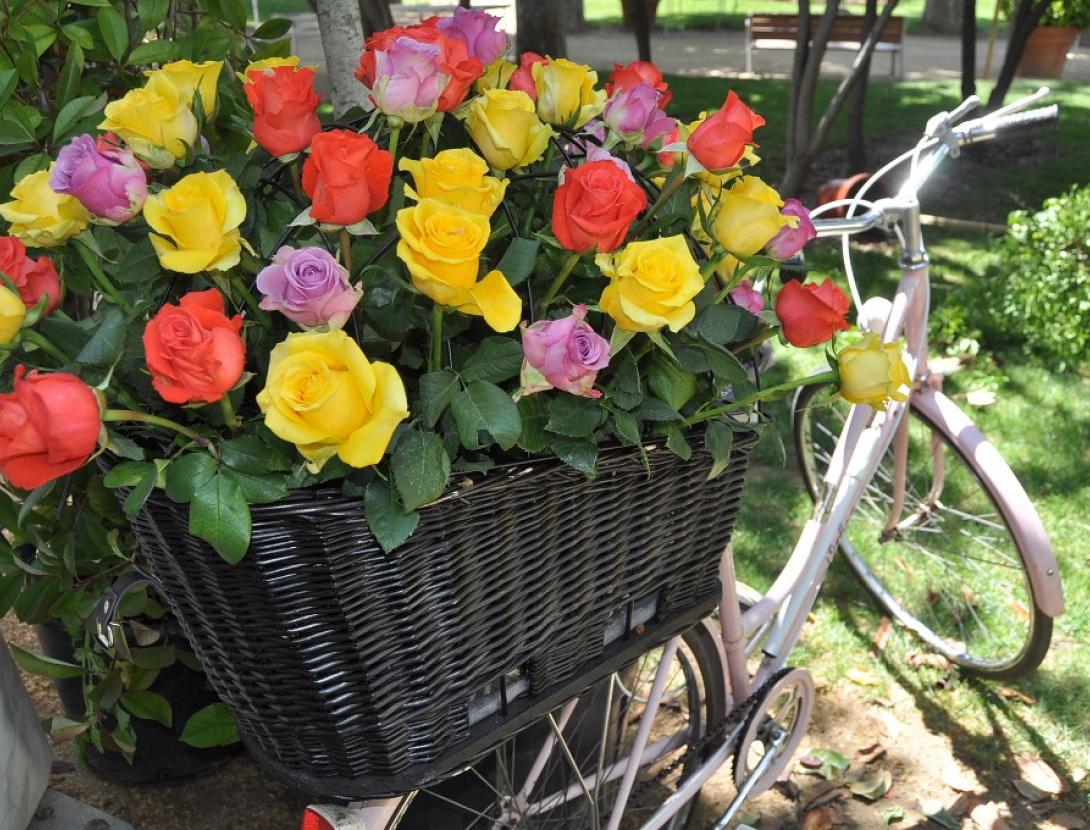 Exposició Nacional de Roses de Sant Feliu de Llobregat