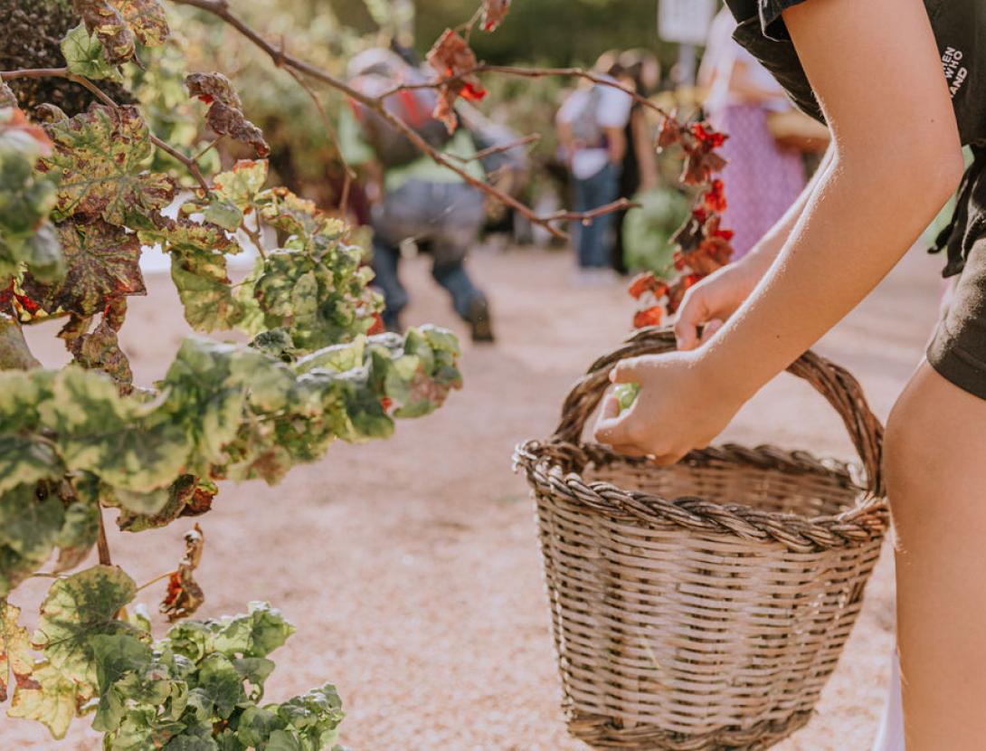 Festa del Roser a Martorell Festa del Roser a Martorell
