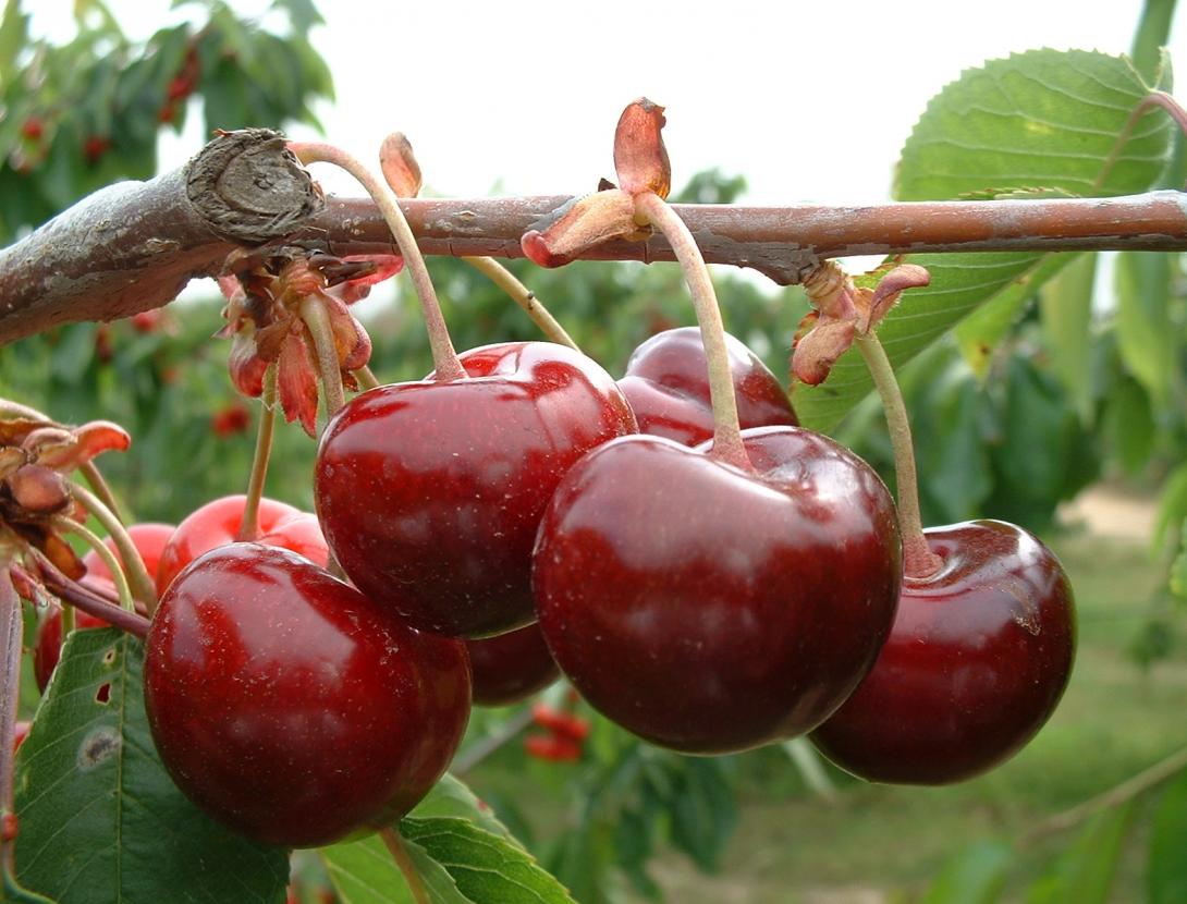 Festa de la cirera de Santa Coloma de Cervelló Festa de la cirera de Santa Coloma de Cervelló