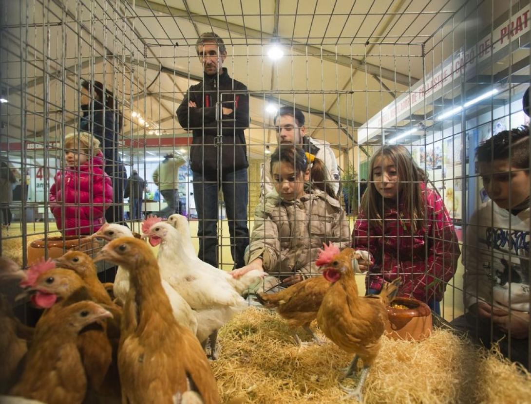 Fira Avícola Raça Prat al Prat de Llobregat Fira Avícola Raça Prat al Prat de Llobregat