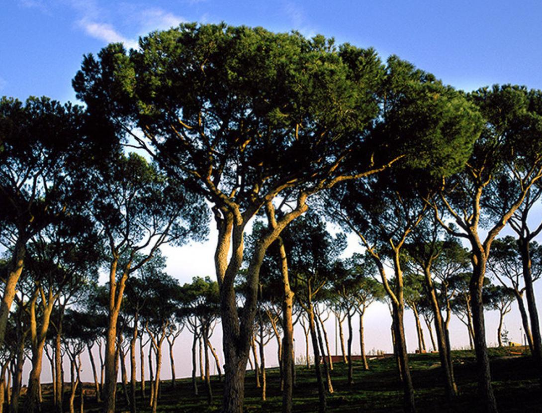 Parc del Calamot © Ernest Costa