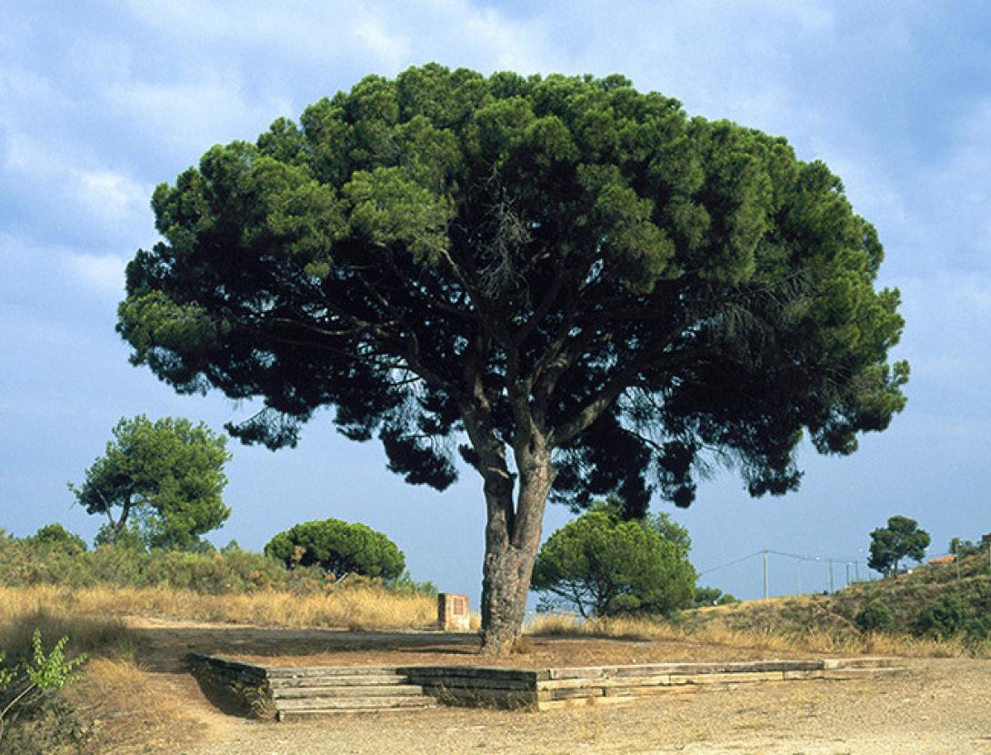 © Ernest Costa © Ernest Costa