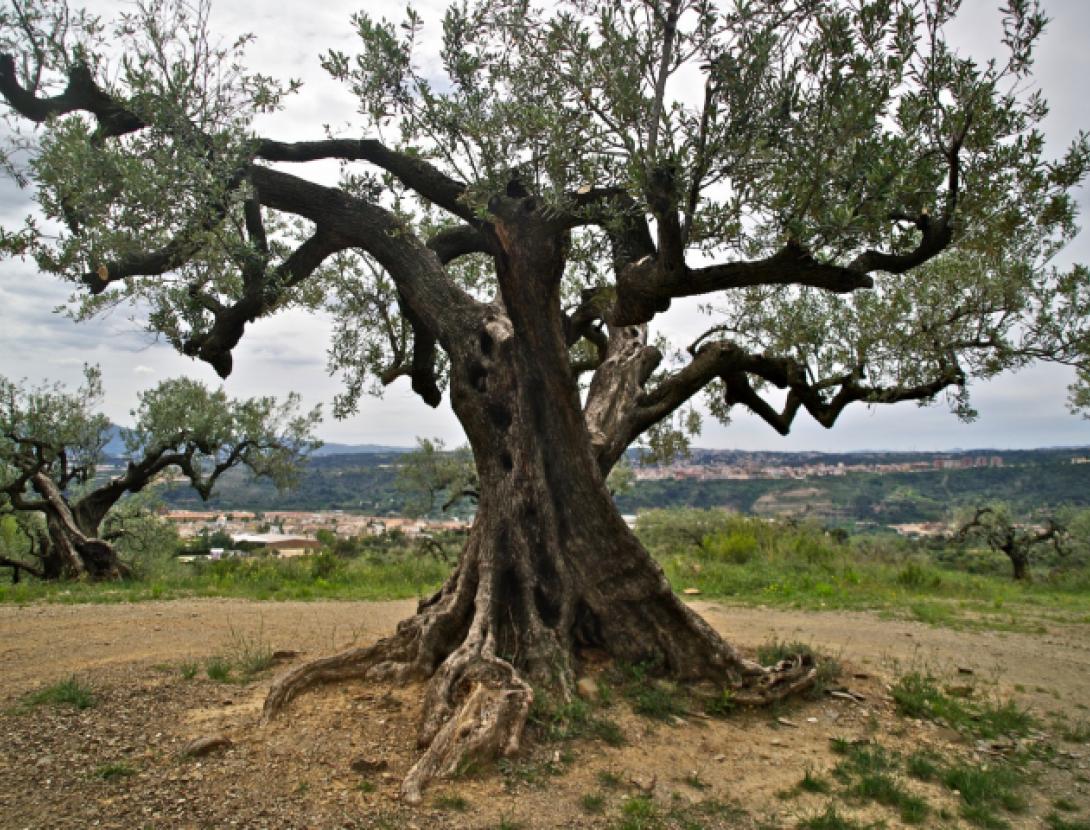 Oulesa, l'oli d'Olesa de Montserrat Oulesa, l'oli d'Olesa de Montserrat