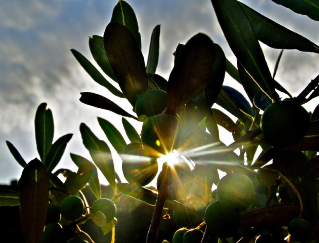 Oulesa, l'oli d'Olesa de Montserrat Oulesa, l'oli d'Olesa de Montserrat
