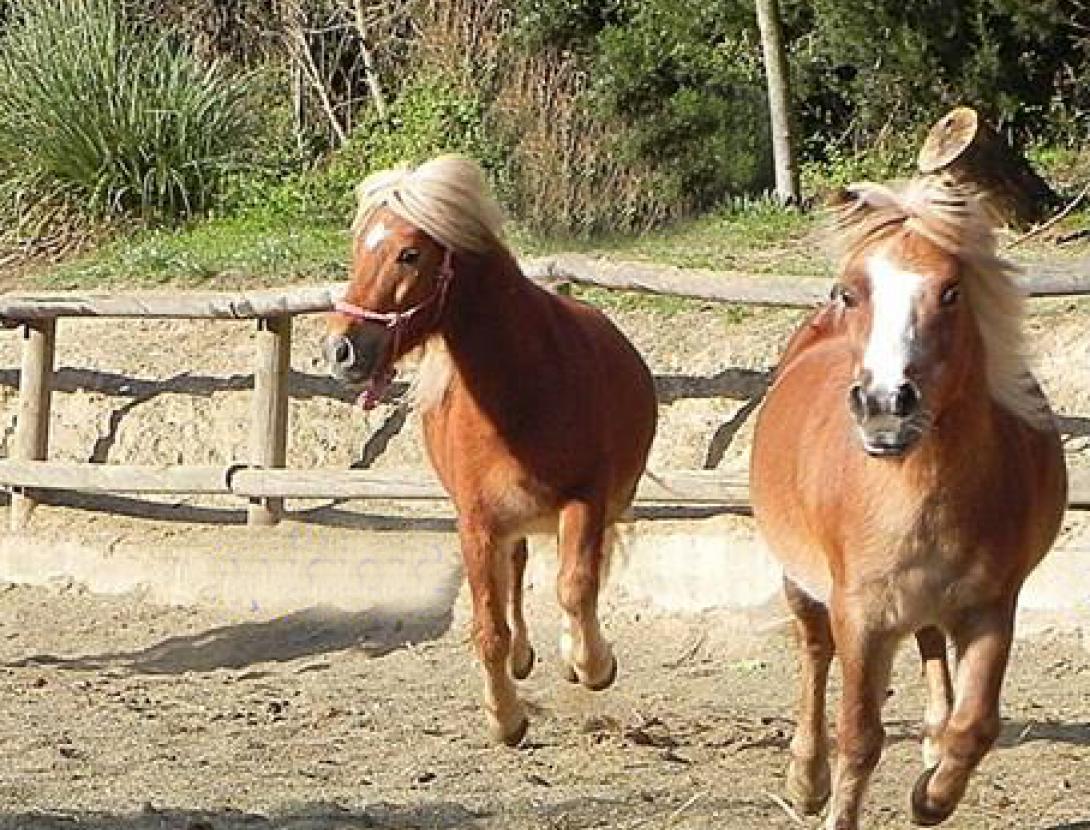 Hípica Can Rafael ponies3.jpg