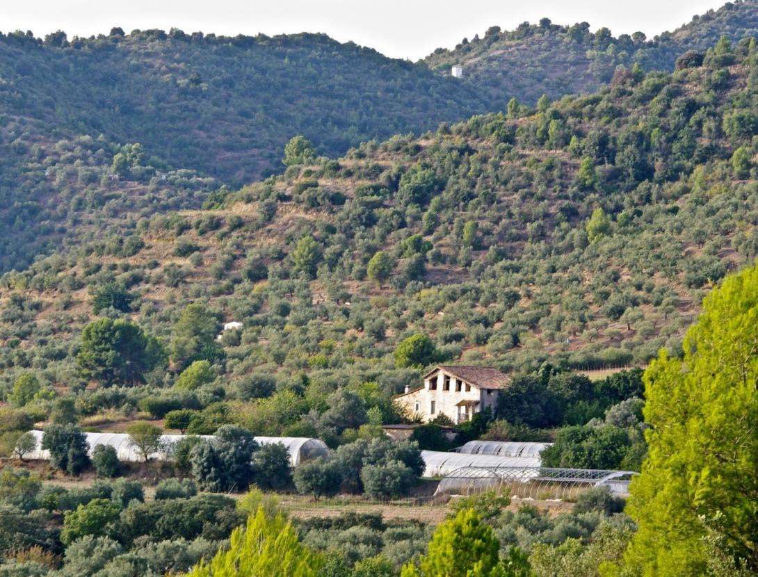 Cami de l'Oli - 1.JPG