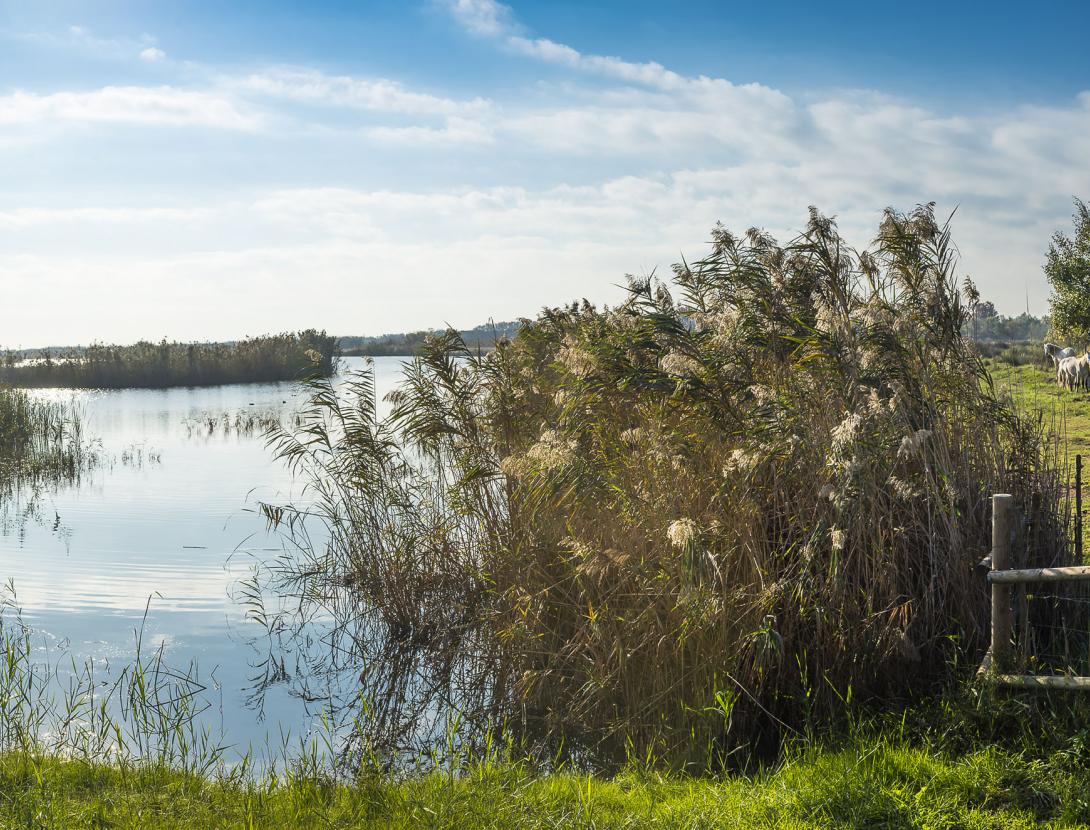 Espais Naturals del Delta del Llobregat _DSC8772 copia.jpg