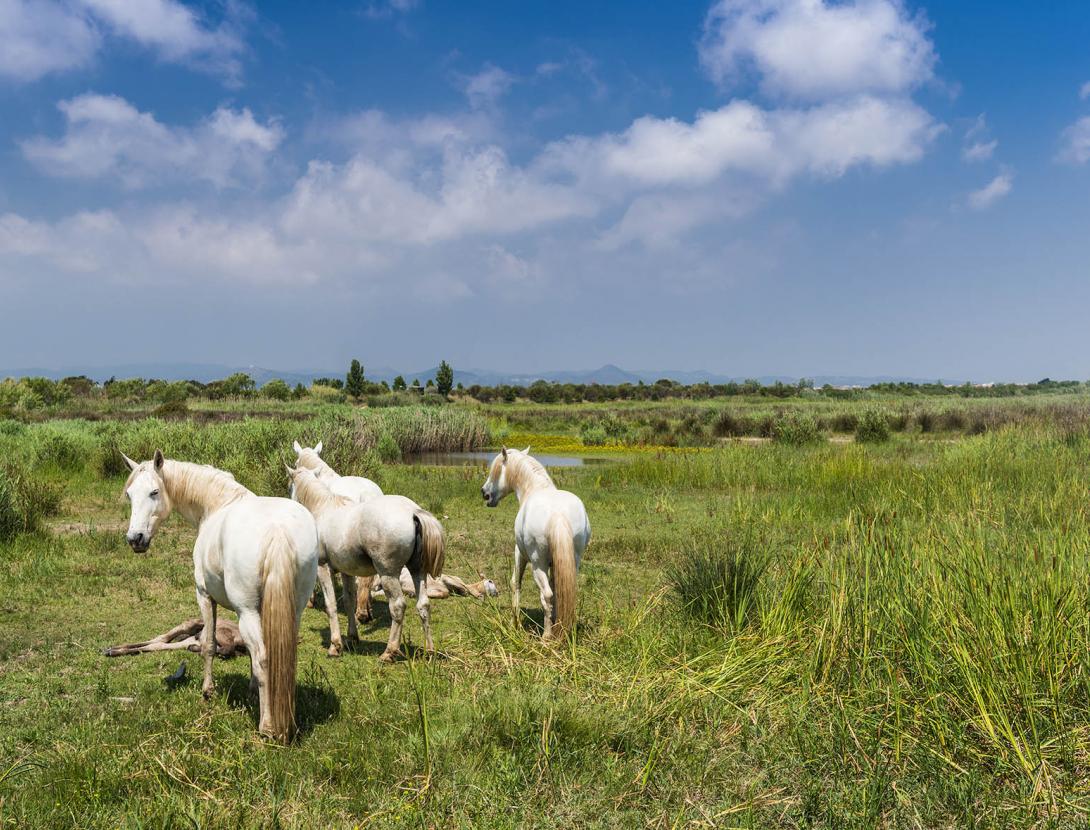 Espais Naturals del Delta del Llobregat _ORP1651.jpg