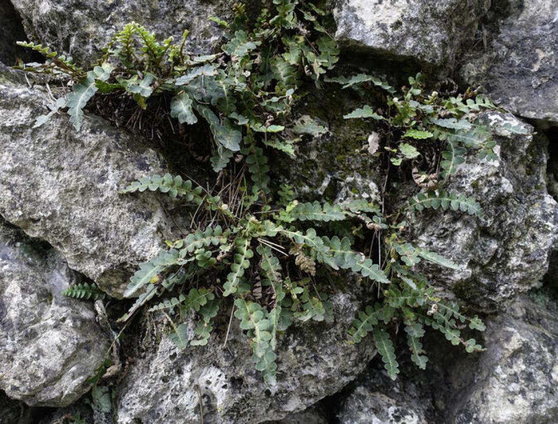 Barraca de l'Elies Barraca de l'Elies