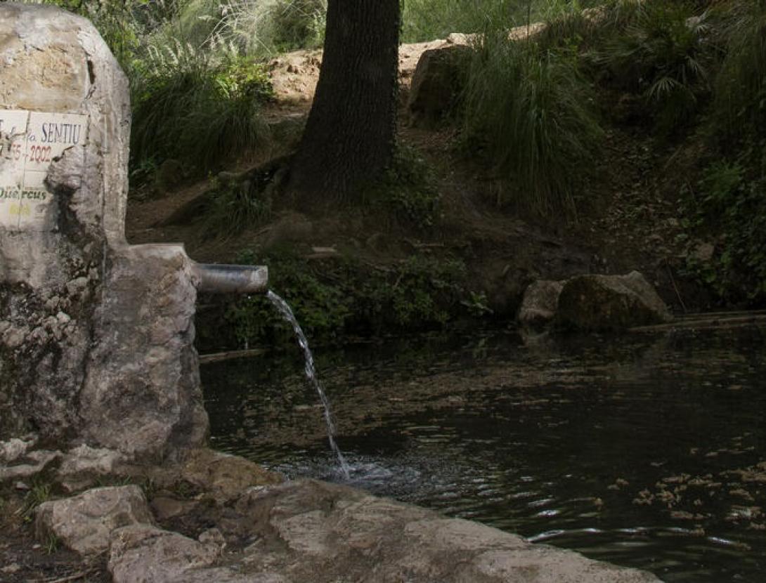 Roure de Can Dardena i Bassa de la Sentiu Roure de Can Dardena i Bassa de la Sentiu