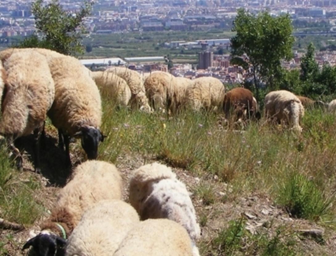 cartell anem a pasturar-1_0.jpg