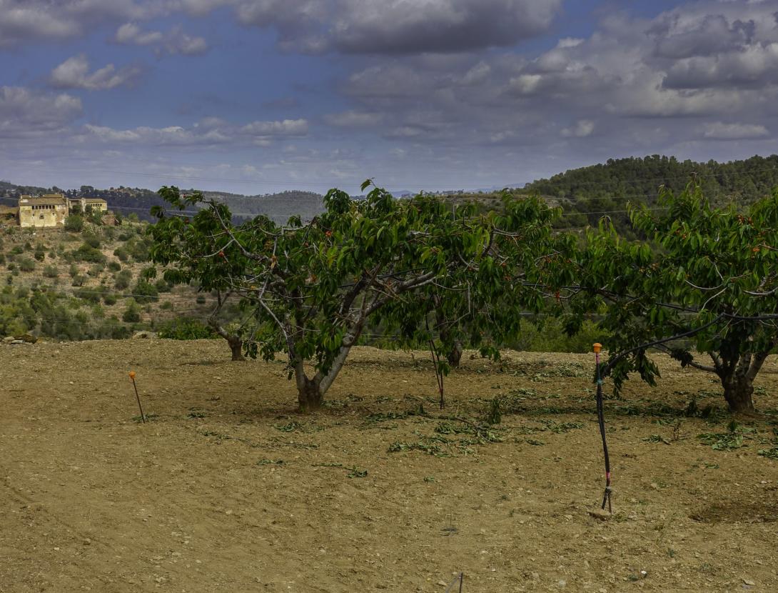 Cirerers de Torrelles de Llobregat Cirerers de Torrelles de Llobregat