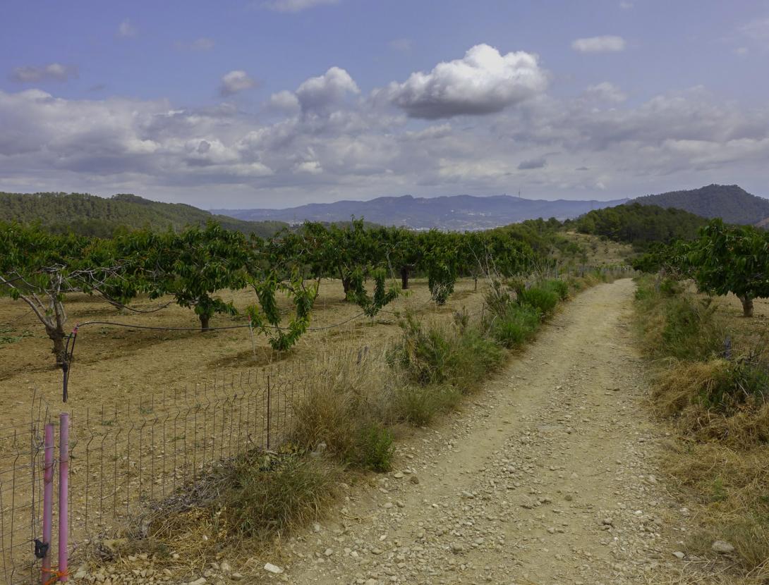 Cirerers de Torrelles de Llobregat Cirerers de Torrelles de Llobregat