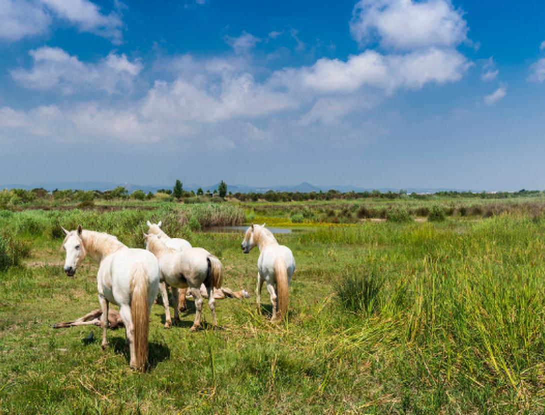 Espais Naturals del Delta del Llobregat delta llobregat.jpg