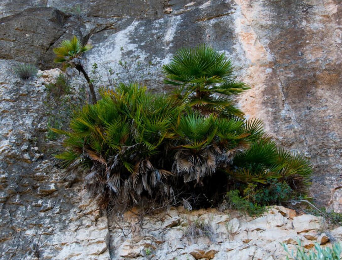 Garraf blanc Garraf blanc